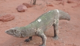 Campo 2016: Aetossauro no Parque Nacional de Talampaya