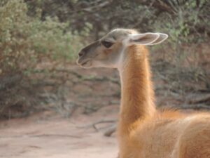 Campo 2016: Guanaco no Parque Nacional de Talampaya