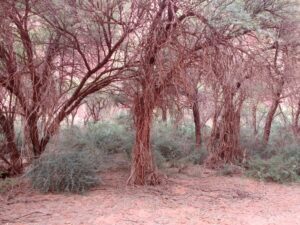 Campo 2016: Algarobeiras no Parque Nacional de Talampaya